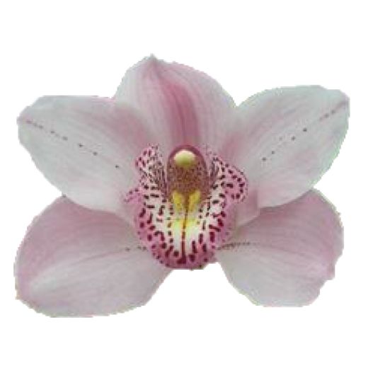 Cymbidium large flowered CINDY