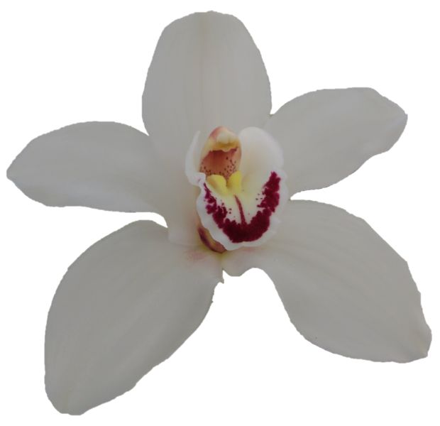 Cymbidium large flowered DANNY GREEN