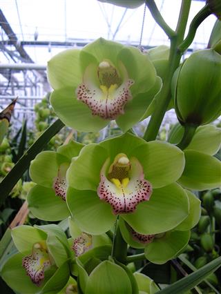 Cymbidium large flowered MAJESTIC
