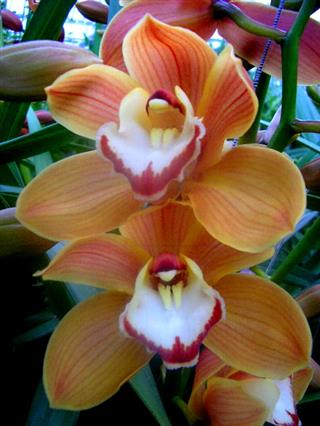 Cymbidium large flowered AMALIA