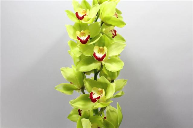 Cymbidium large flowered GREEN CHOICE