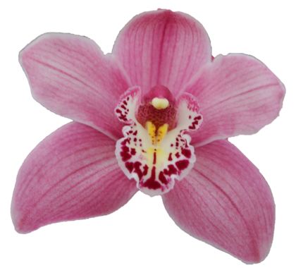 Cymbidium large flowered CANDY