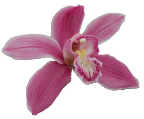 Cymbidium large flowered BRYCE