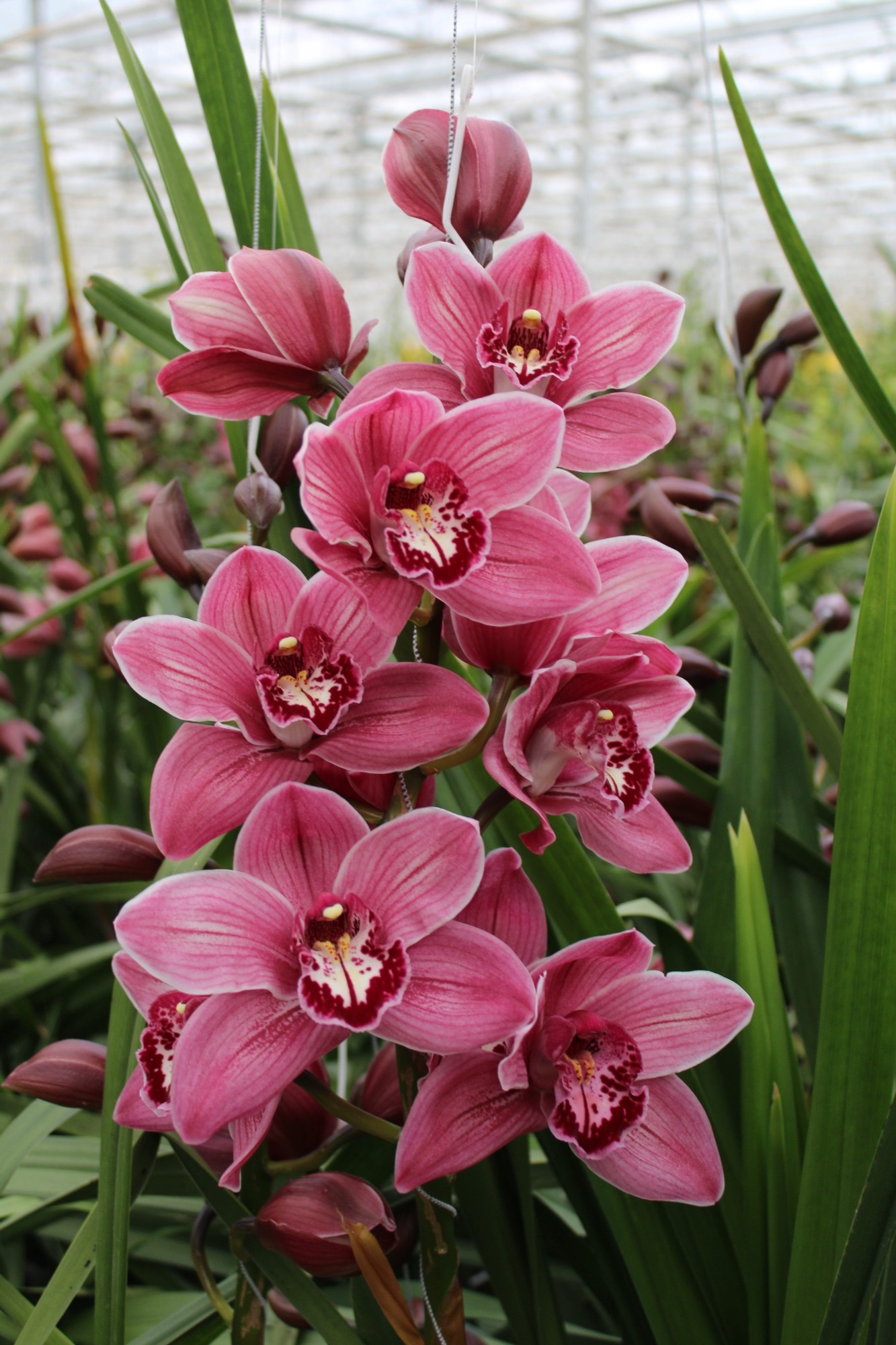 Cymbidium large flowered MONICA