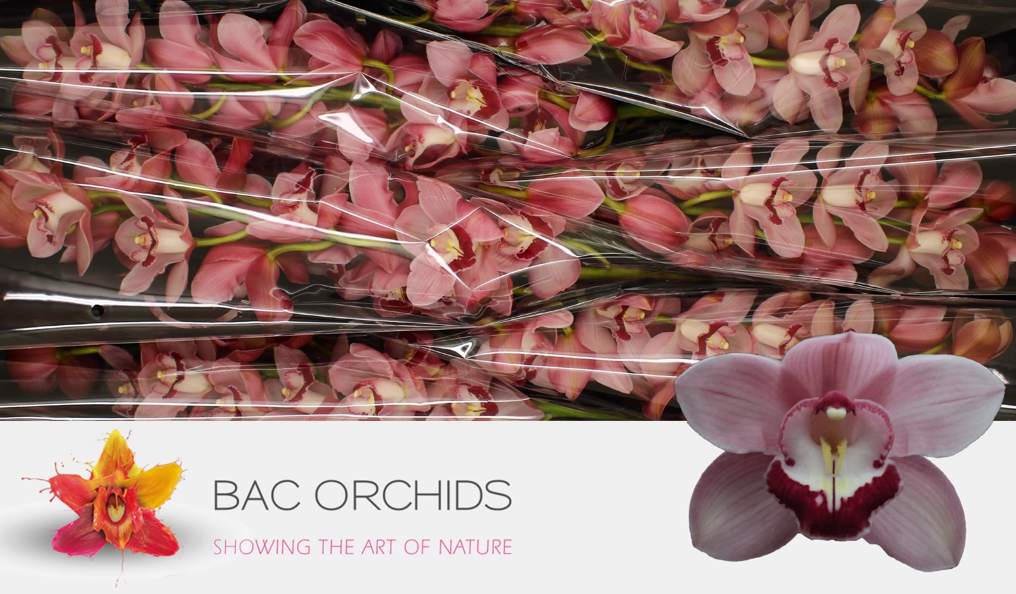Cymbidium large flowered FREEKE