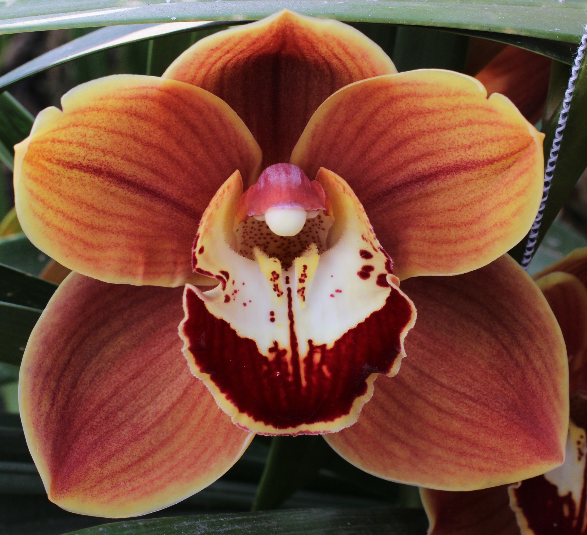 Cymbidium large flowered RENE WISH