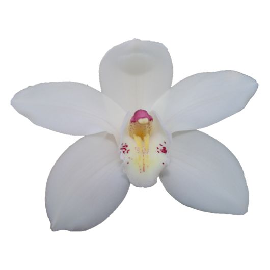 Cymbidium large flowered EARLY WHITE