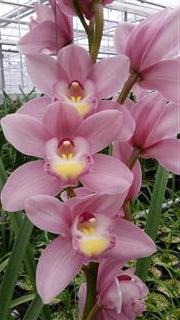 Cymbidium large flowered BD ROSANNA