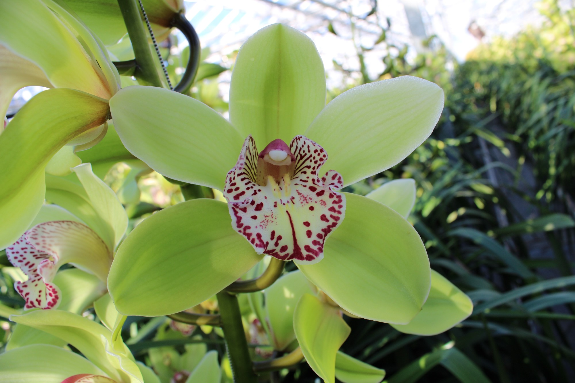 Cymbidium large flowered HANS