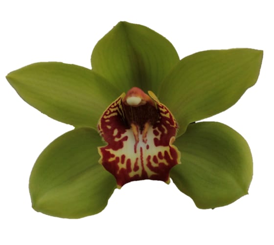 Cymbidium large flowered LIGHTNING