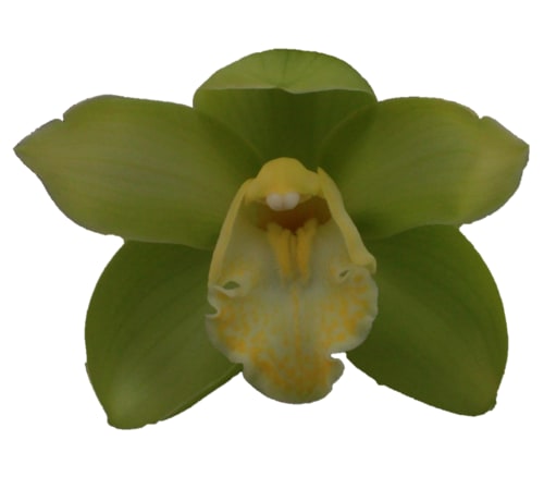 Cymbidium large flowered MINT ICE