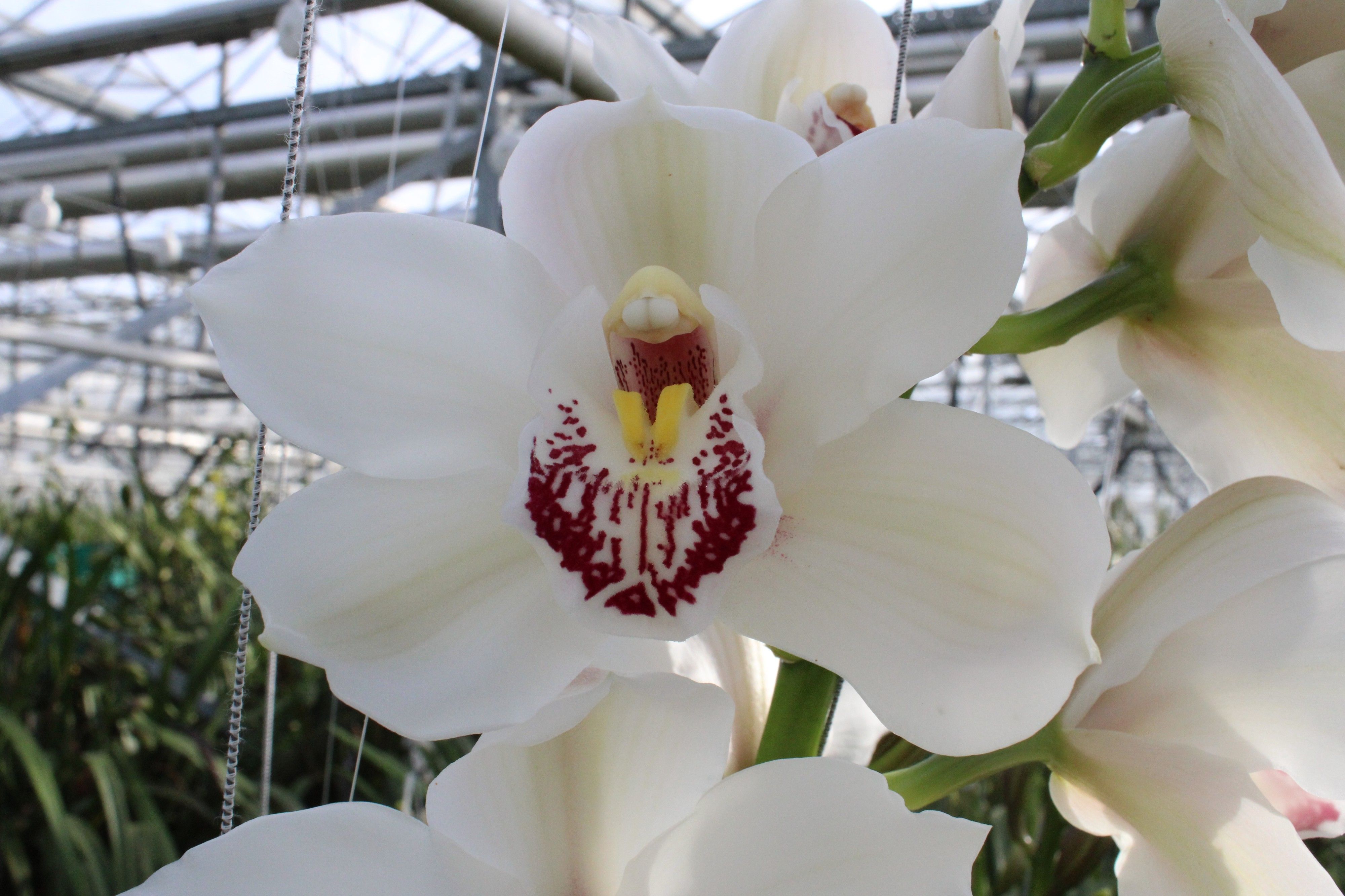 Cymbidium large flowered Cymb T Meline