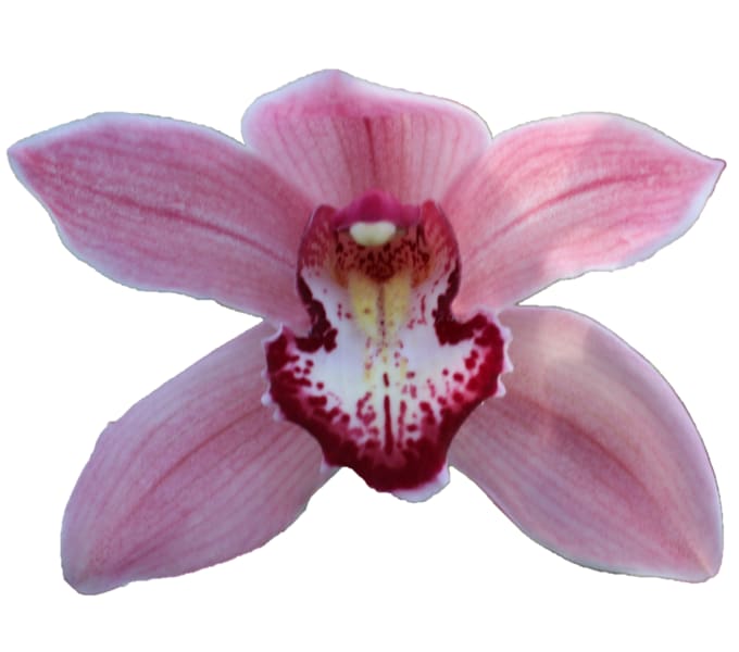 Cymbidium large flowered POWER