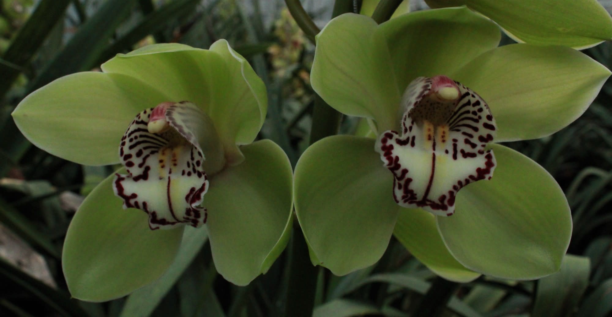 Cymbidium large flowered MRS R HOOD