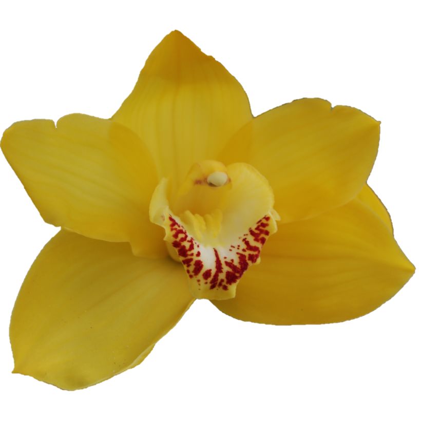 Cymbidium large flowered MIMOSA