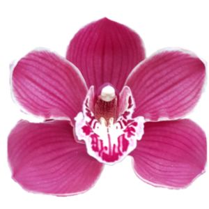 Cymbidium large flowered CHARLOTTE