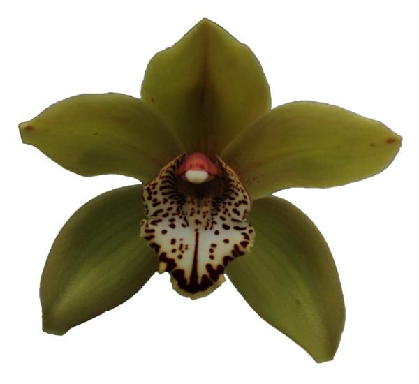 Cymbidium large flowered Cymb T Popeye