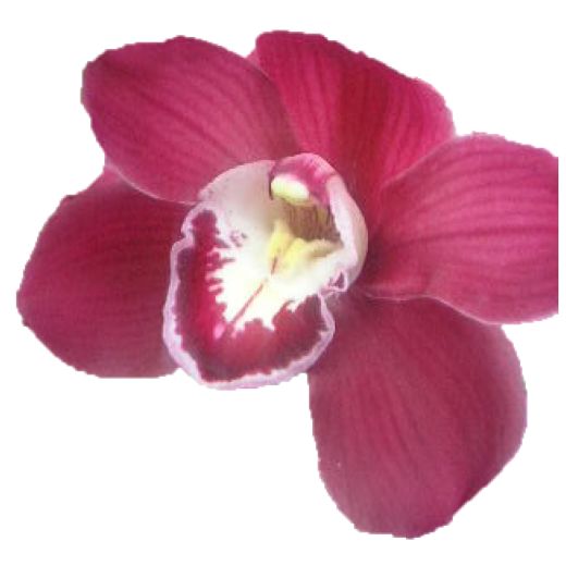 Cymbidium large flowered AUSTRALIA RED