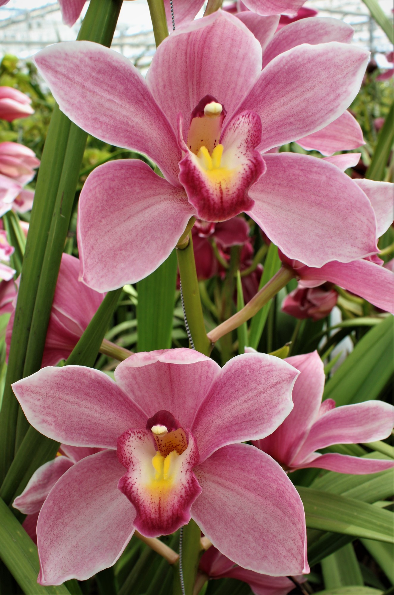 Cymbidium large flowered Cymb T Ruby Rose
