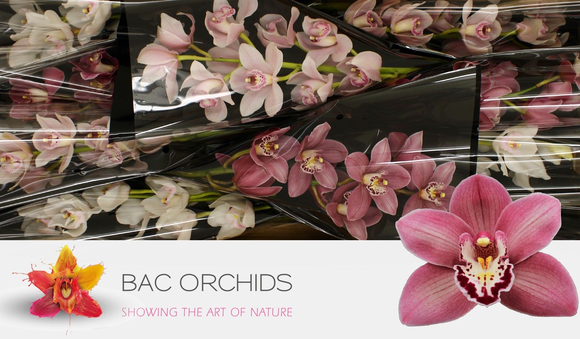 Cymbidium large flowered M-MIX ZR