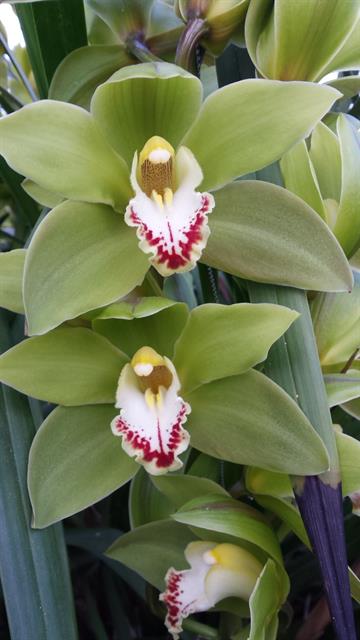 Cymbidium large flowered GREEN GIANT