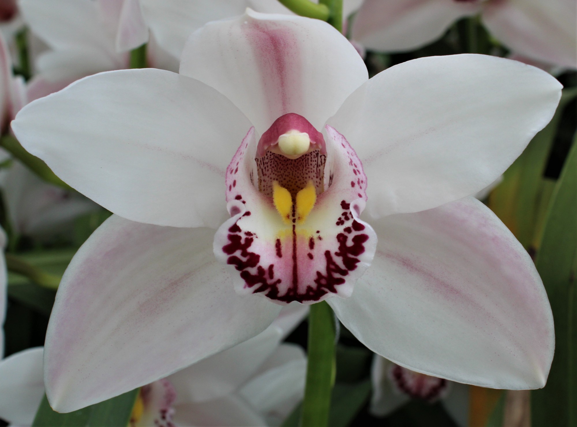 Cymbidium large flowered WESTERN ROSE