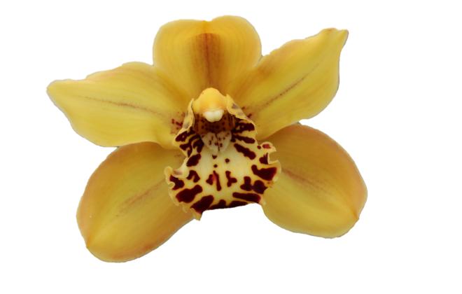 Cymbidium large flowered BRONZE TIGER