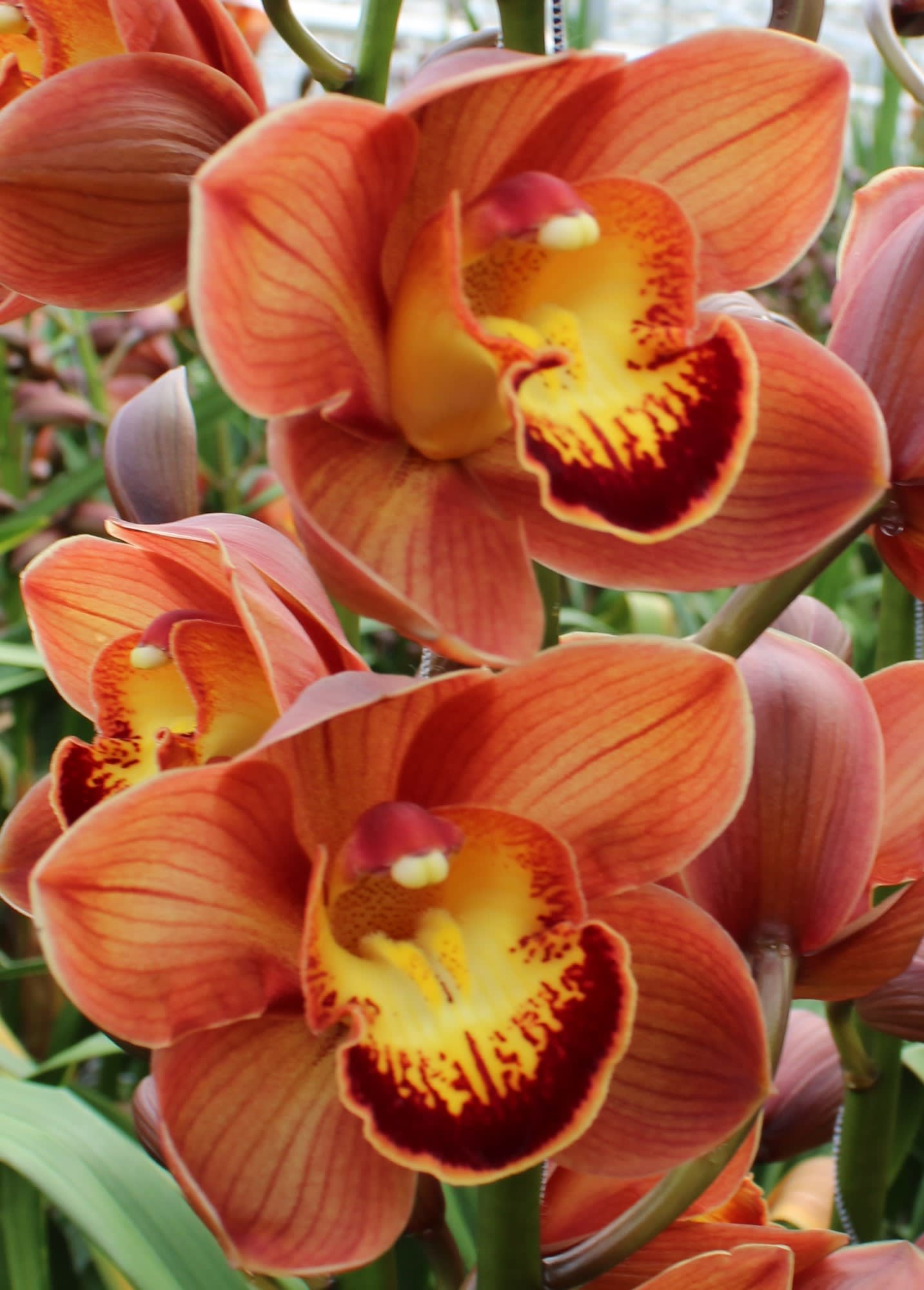 Cymbidium large flowered AUSTRALIAN PRICE