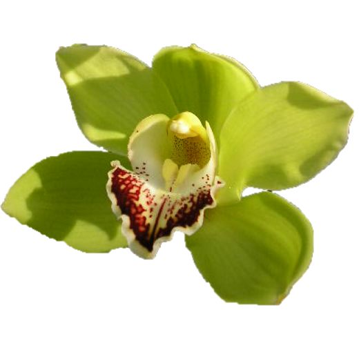 Cymbidium large flowered OVATI EMERALD