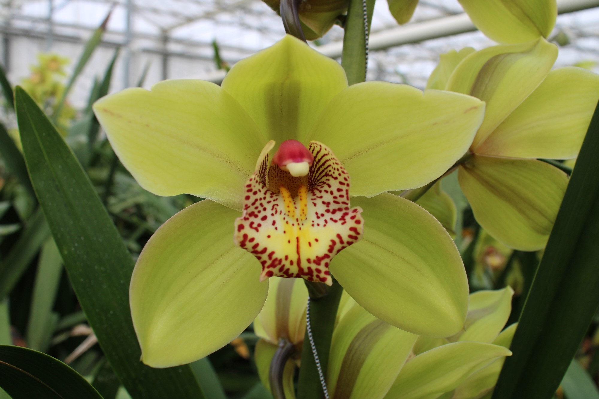 Cymbidium large flowered MELISSA