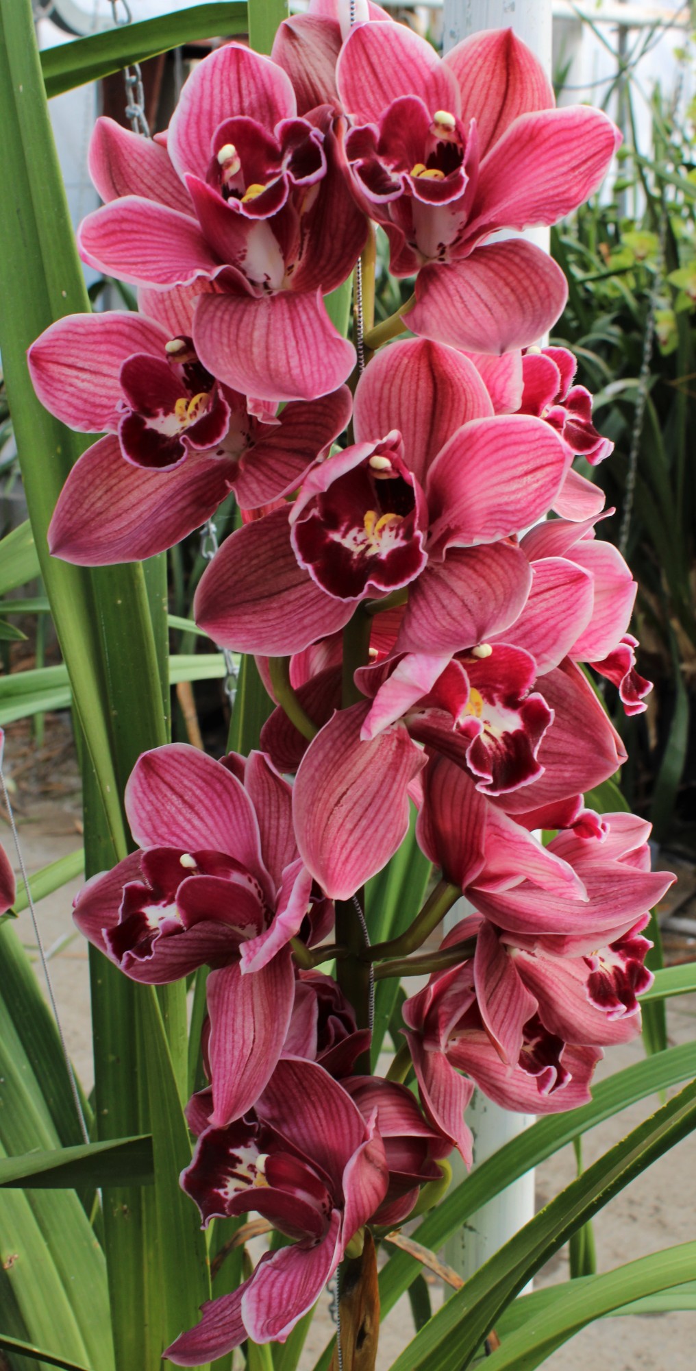 Cymbidium large flowered HMS BONFIRE