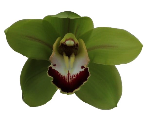 Cymbidium large flowered RUUD