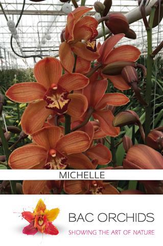 Cymbidium large flowered MICHELLE