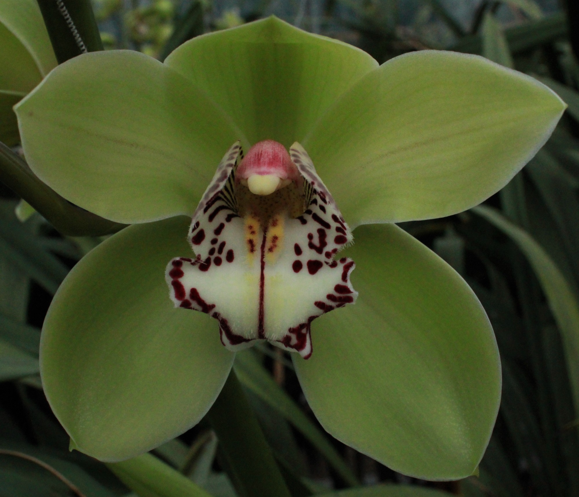 Cymbidium large flowered R HOOD