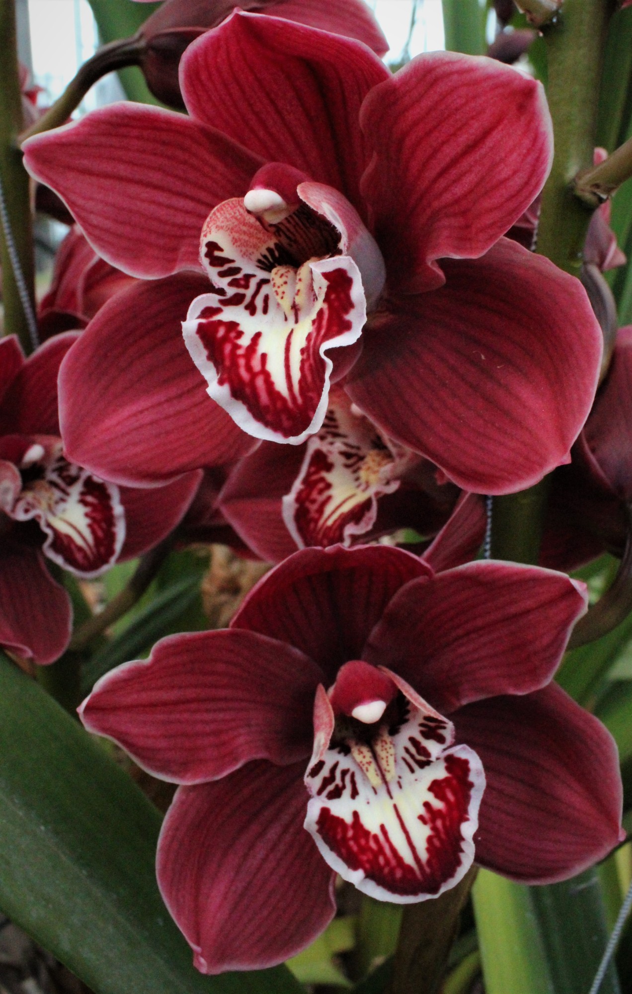 Cymbidium large flowered CHARLOTTE