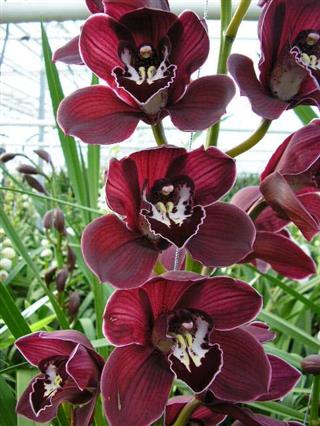 Cymbidium large flowered ANGELINE