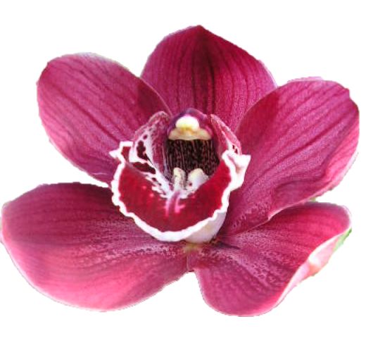 Cymbidium large flowered HADES