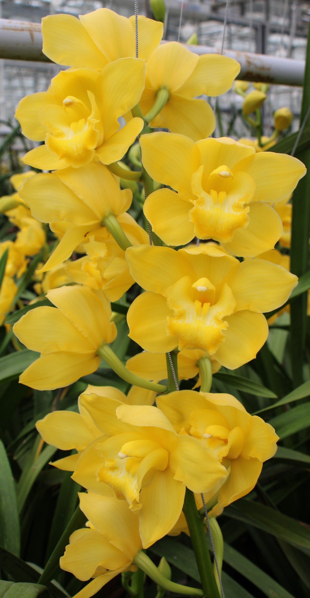 Cymbidium large flowered ALBINO YELLOW