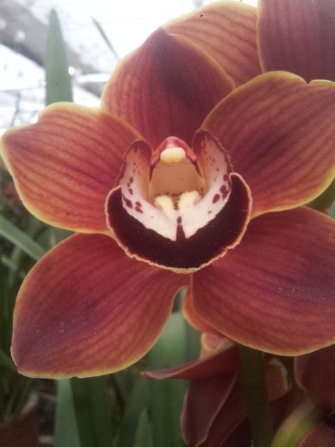 Cymbidium large flowered CHOCOLAT