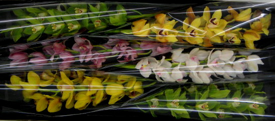 Cymbidium large flowered GEM