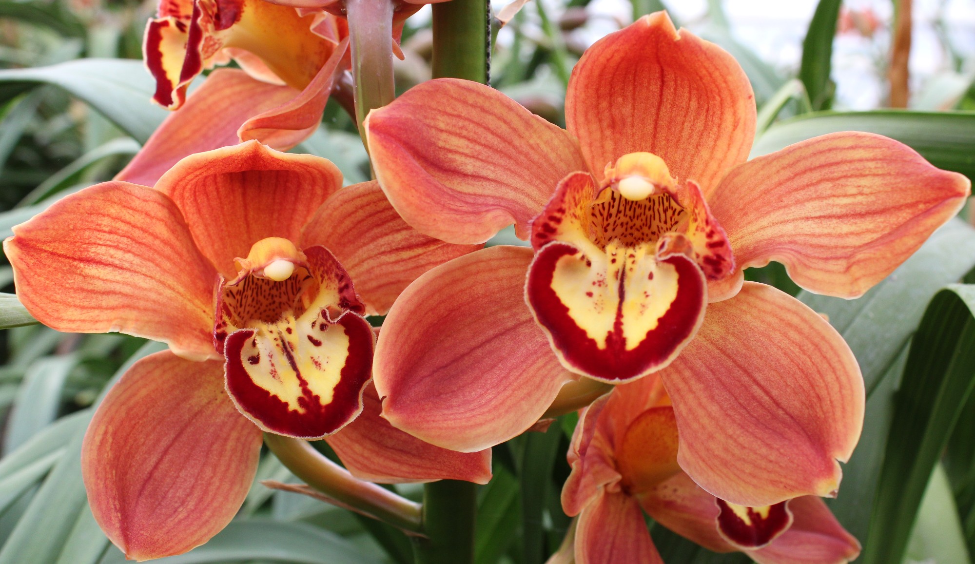Cymbidium large flowered FLORIDA