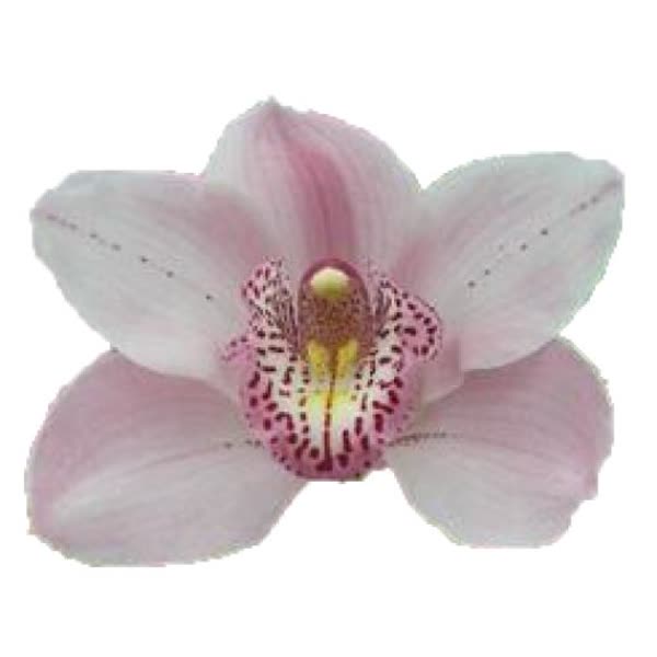 Cymbidium large flowered CINDY