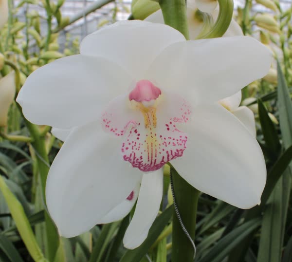 Cymbidium large flowered MAGIC