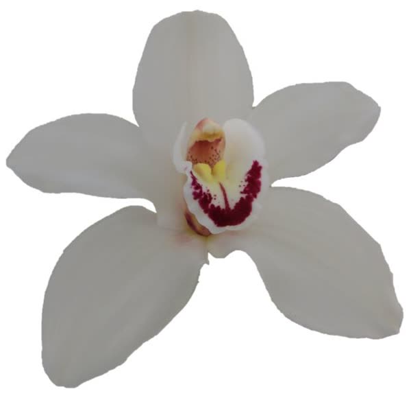Cymbidium large flowered DANNY GREEN