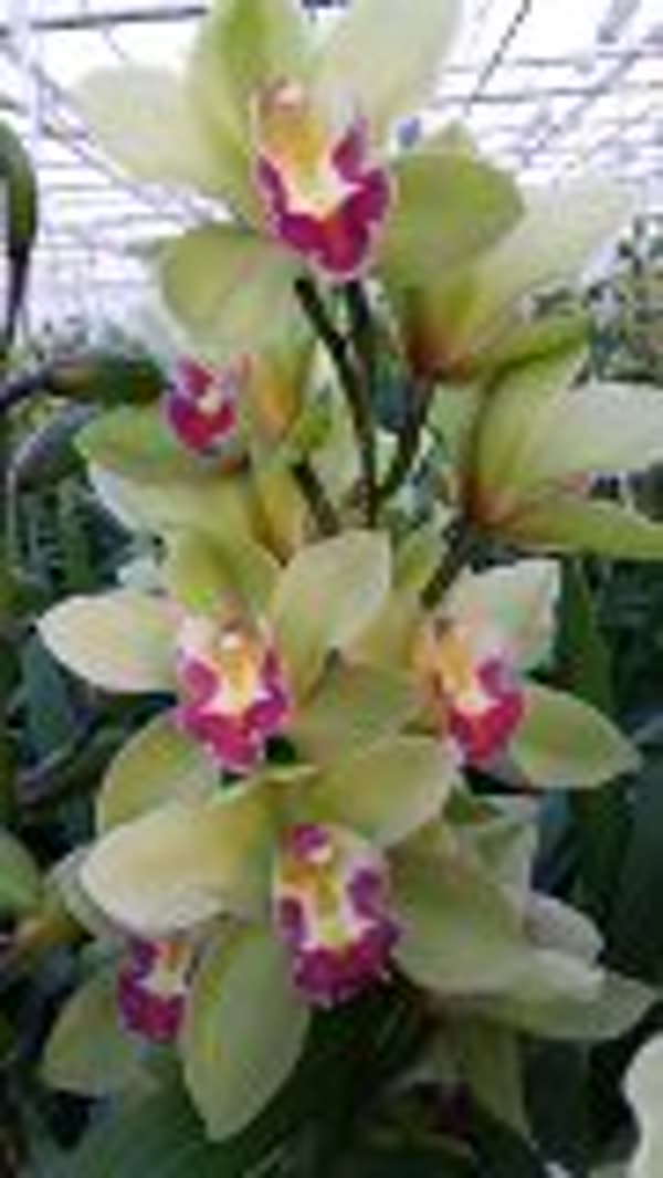 Cymbidium large flowered BREMO