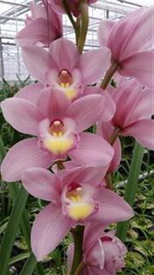 Cymbidium large flowered BD ROSANNA