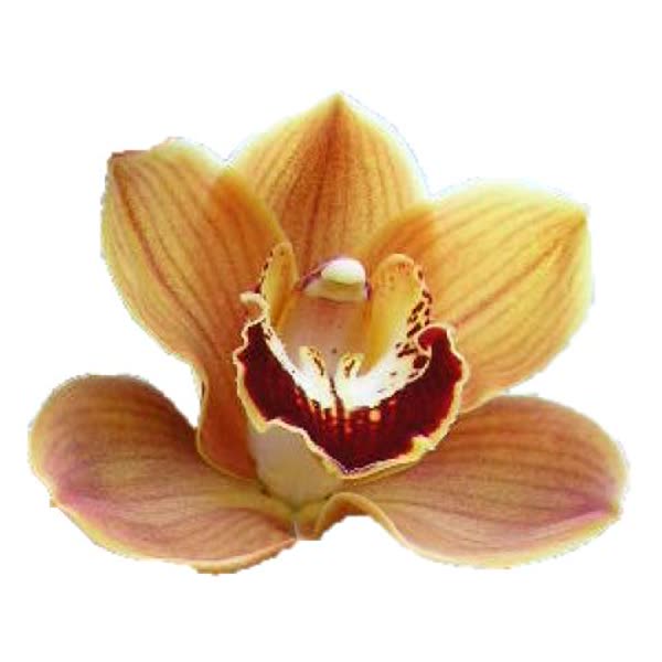 Cymbidium large flowered RENE S WISH