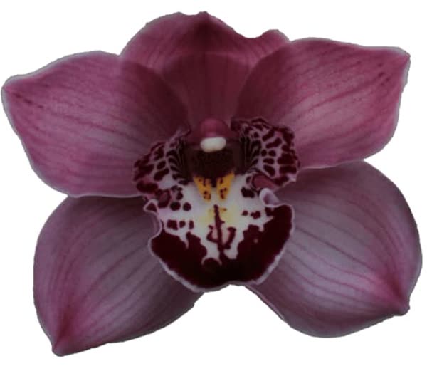 Cymbidium large flowered FANTACY