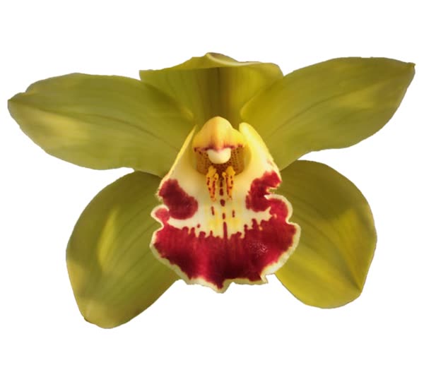 Cymbidium large flowered FIONA