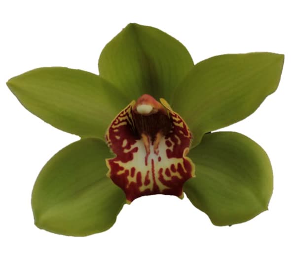 Cymbidium large flowered LIGHTNING